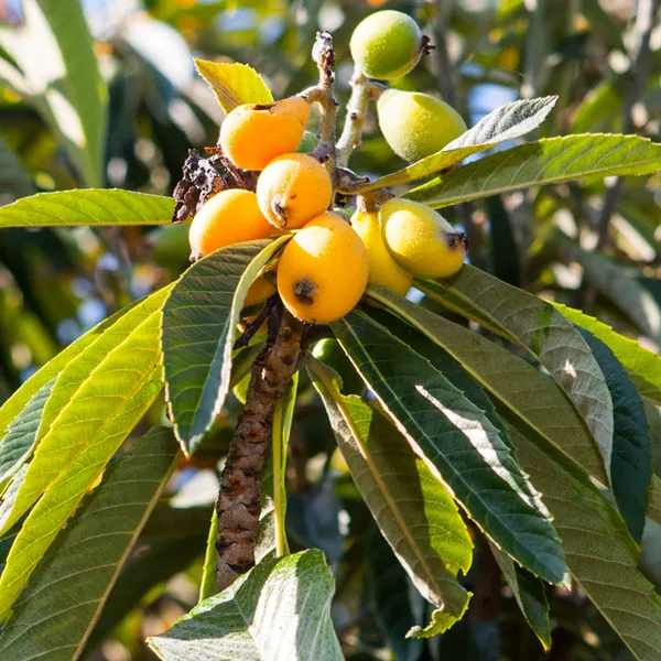 Loquat_Fruit_Plant_–_Evergreen_Tree_|_Fast_Growth,_Heavy_Producer_|_Great_for_Home_Garden_&_Landscape