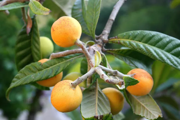 Loquat_Fruit_Plant_–_Evergreen_Tree_|_Fast_Growth,_Heavy_Producer_|_Great_for_Home_Garden_&_Landscape