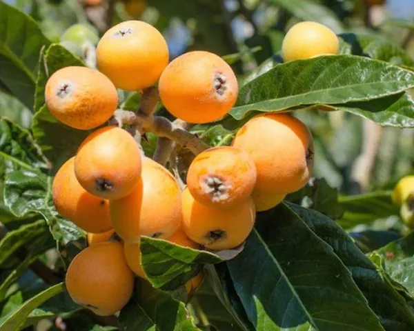 Loquat_Fruit_Plant_–_Evergreen_Tree_|_Fast_Growth,_Heavy_Producer_|_Great_for_Home_Garden_&_Landscape