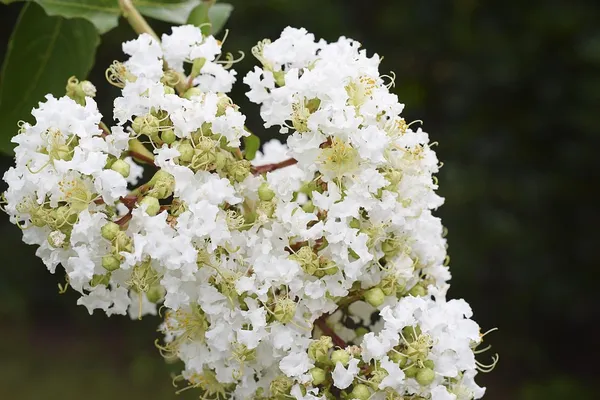 Lunar_Black_Diamond_Crape_Myrtle_White_Lagerstroemia_Plant