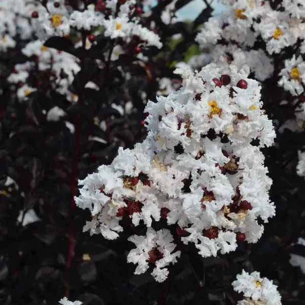 Lunar_Black_Diamond_Crape_Myrtle_White_Lagerstroemia_Plant