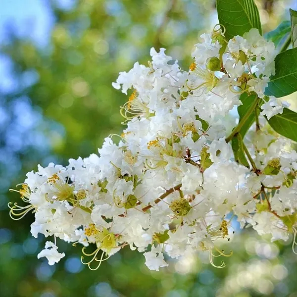 Lunar_Black_Diamond_Crape_Myrtle_White_Lagerstroemia_Plant