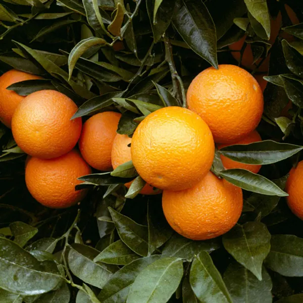 Pack_Of_2_Hybrid_Malta_Orange_Fruit_Plant_Combo