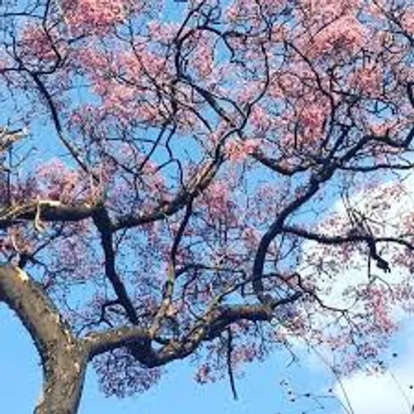 Pink_Jacaranda_Outdoor_Plant
