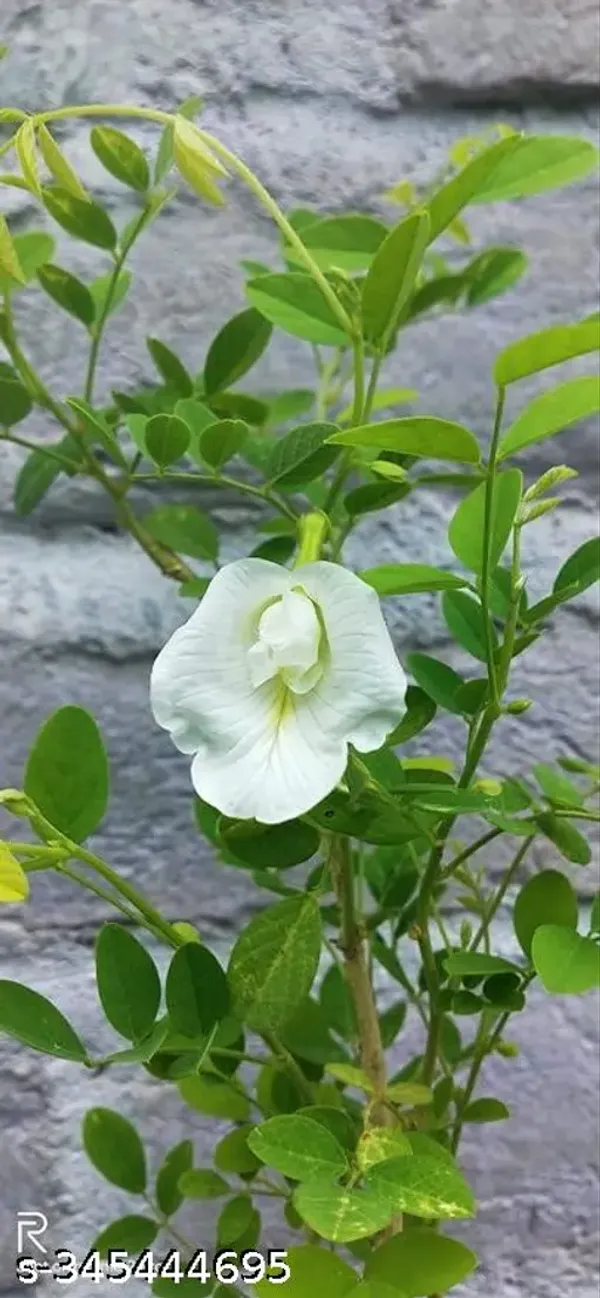 Aprajita_White_Flowering_Plant