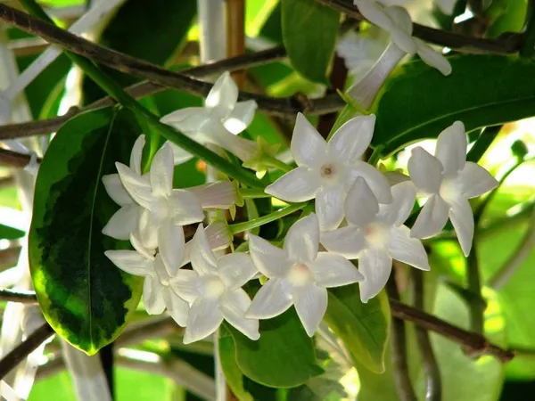 MADAGASCAR_JASMINE