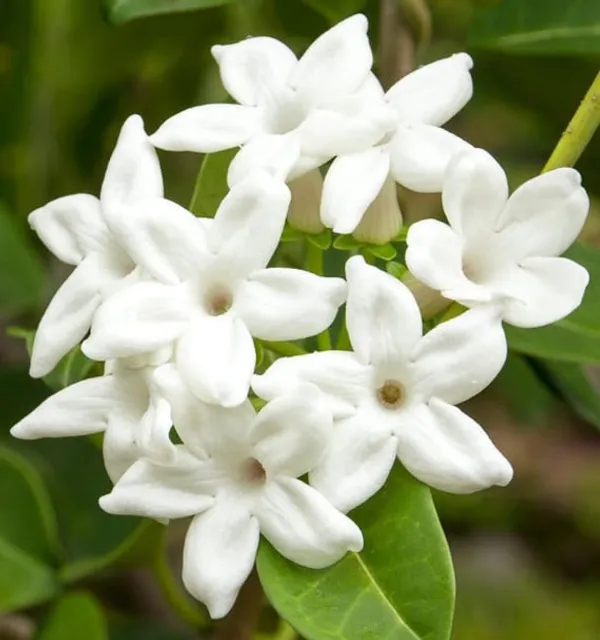 MADAGASCAR_JASMINE_FLOWER_PLANT
