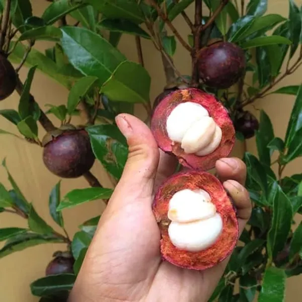 MANGOSTEEN_FRUIT_PLANT_(1.5-2_Feet_Height_Pack_Of_1)