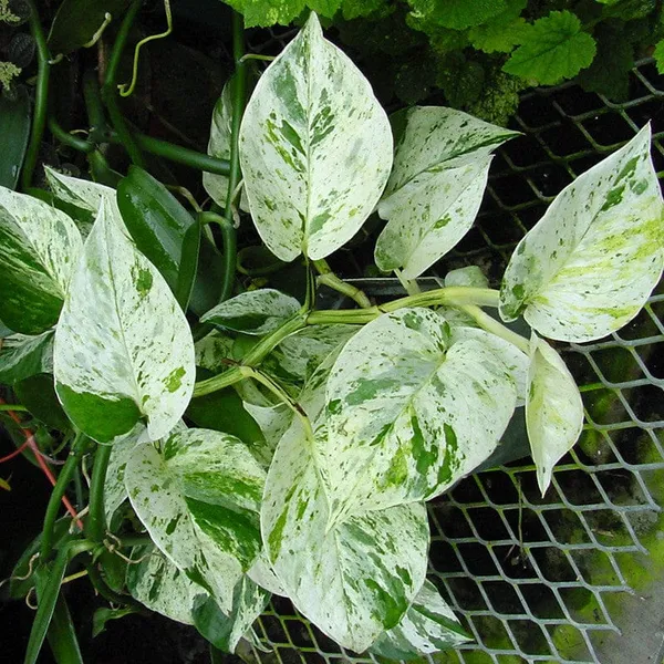 MARBLE_QUEEN_MONEY_PLANT_INDOOR_PLANT_FOR_HOME__(1.5-2_Feet_Height_Pack_Of_1)