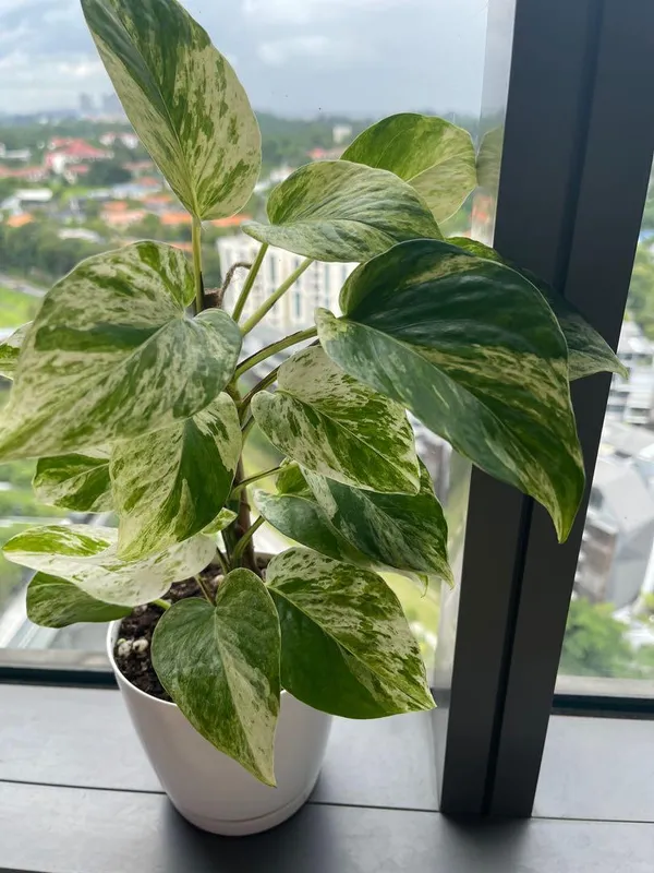 MARBLE_QUEEN_MONEY_PLANT_INDOOR_PLANT_FOR_HOME__(1.5-2_Feet_Height_Pack_Of_1)