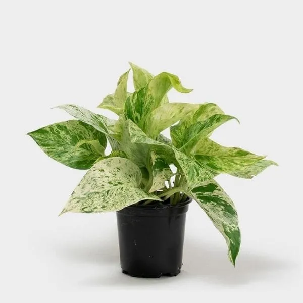 MARBLE_QUEEN_MONEY_PLANT_INDOOR_PLANT_FOR_HOME__(1.5-2_Feet_Height_Pack_Of_1)