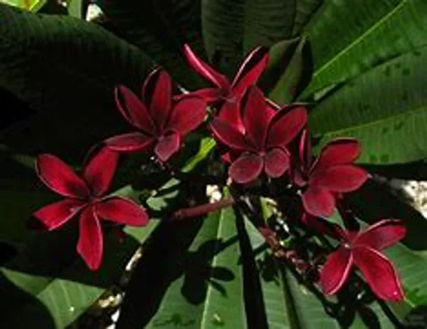Maroon_Plimeria