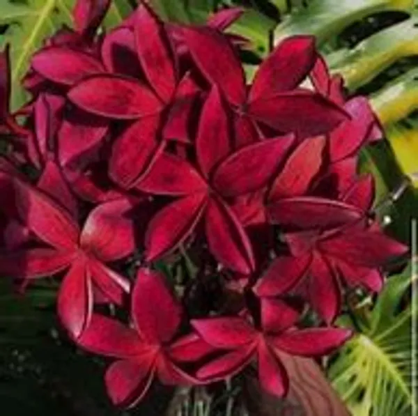 Maroon_Plimeria