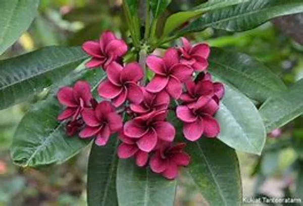 Maroon_Plimeria