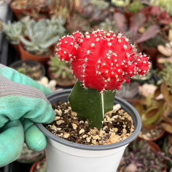 MOON_CACTUS_(GRAFTED_RED)CACTUS_PLANT