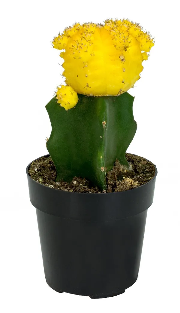 MOON_CACTUS_(GRAFTED_YELLOW)-CACTUS_PLANT