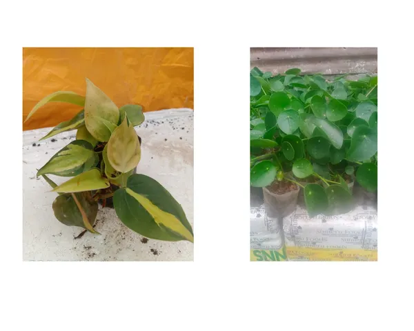 money_plant_lime_and_chinese_money_plant_combo
