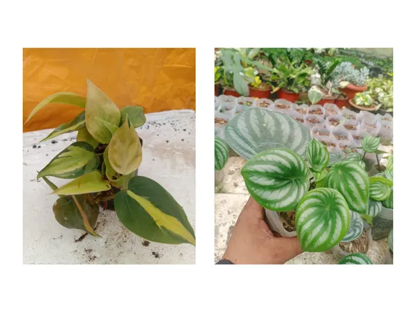 money_plant_lime_and_paperomia_watermelon_combo