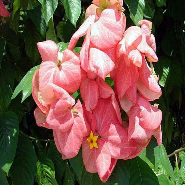 MUSSAENDA_(PINK)-FLOWERING_PLANT_(1.5-3_Feet_Height_Pack_Of_1)