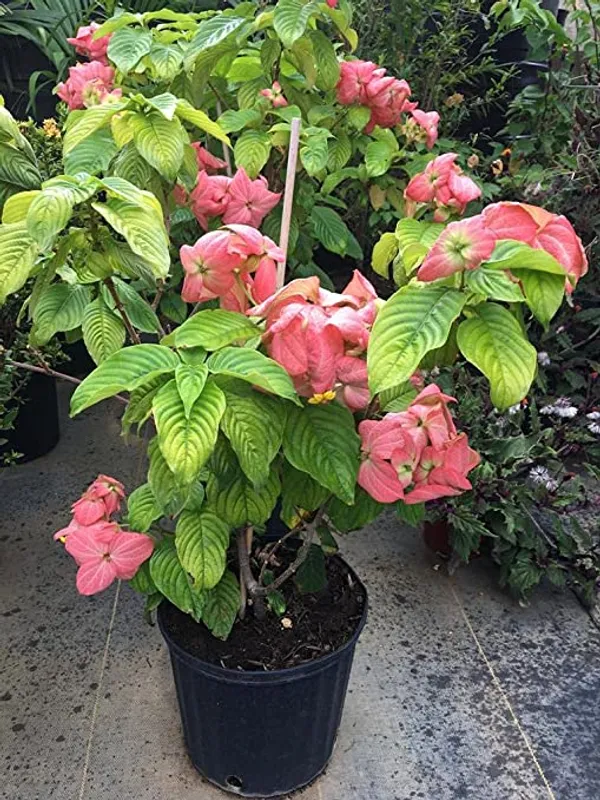 MUSSAENDA_(PINK)-FLOWERING_PLANT_(1.5-3_Feet_Height_Pack_Of_1)