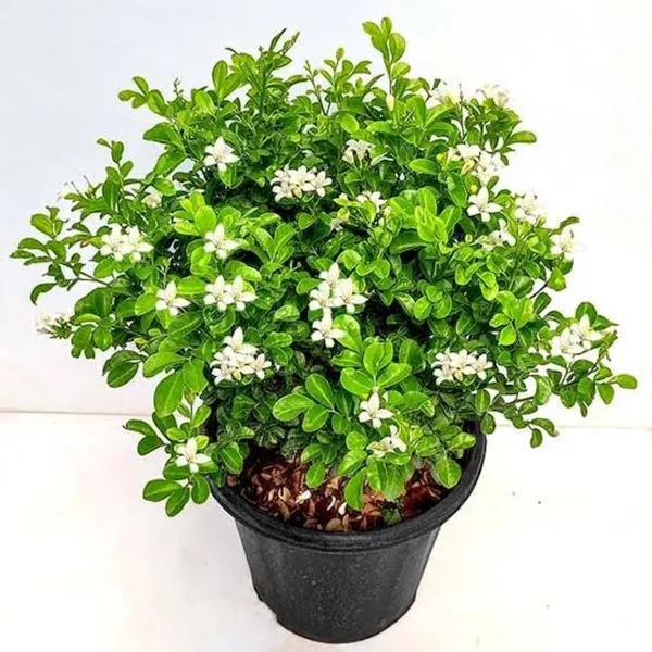Madhu_Kamini_Dwarf_Flower_Plant