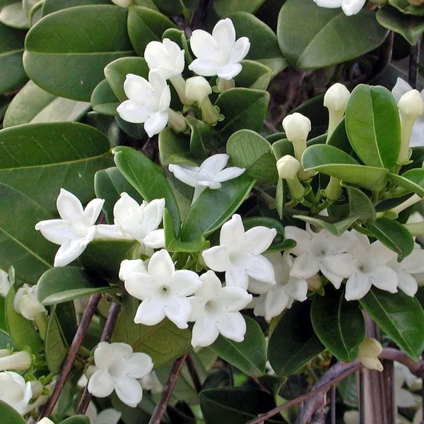 Madhu_Kamini_Dwarf_Flower_Plant