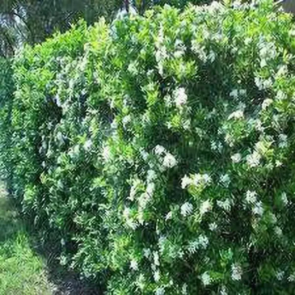 Madhu_Kamini_Dwarf_Flower_Plant