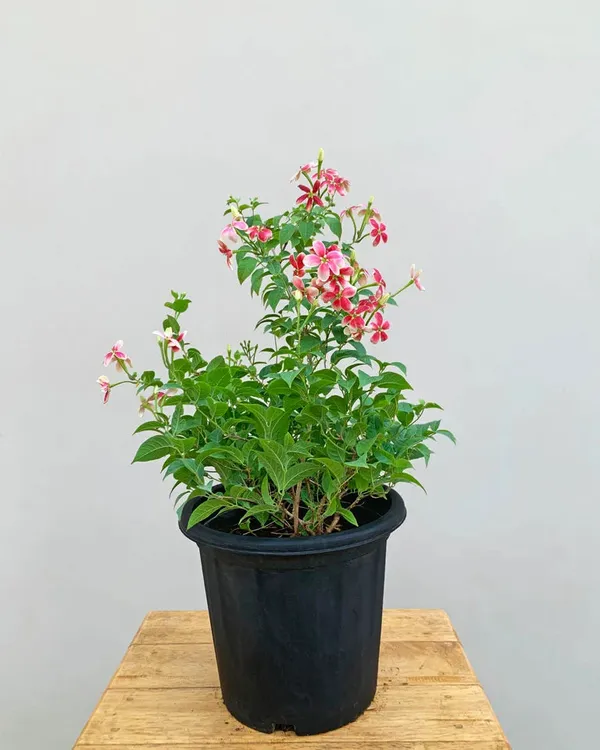 Madhu_Malati_Hybrid_Flower_Plant
