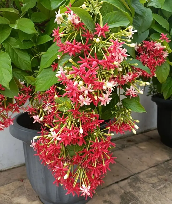Madhu_Malati_Hybrid_Flower_Plant