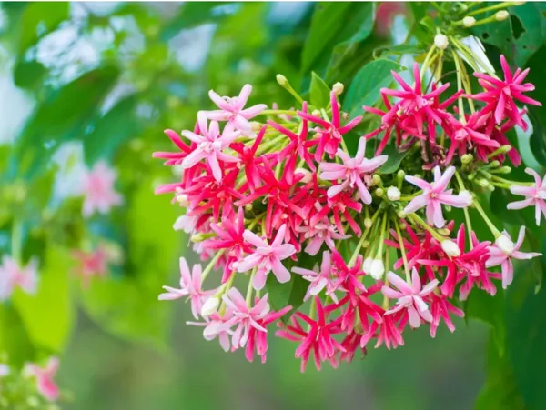 Madhu_Malati_Hybrid_Flower_Plant