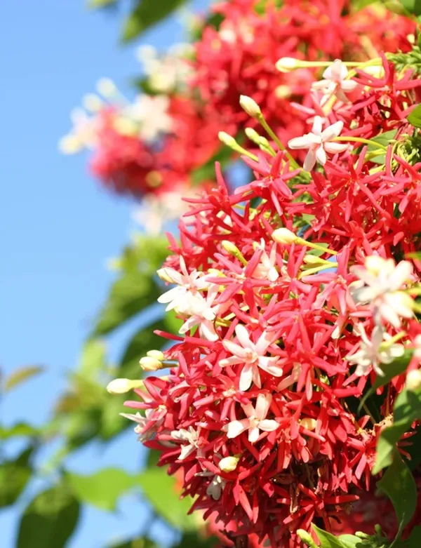 Multicolour_Madhumalti_Flower_Plant
