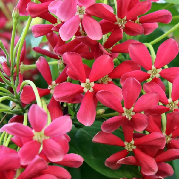 Multicolour_Madhumalti_Flower_Plant