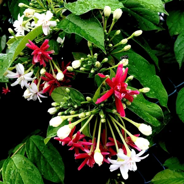 Multicolour_Madhumalti_Flower_Plant