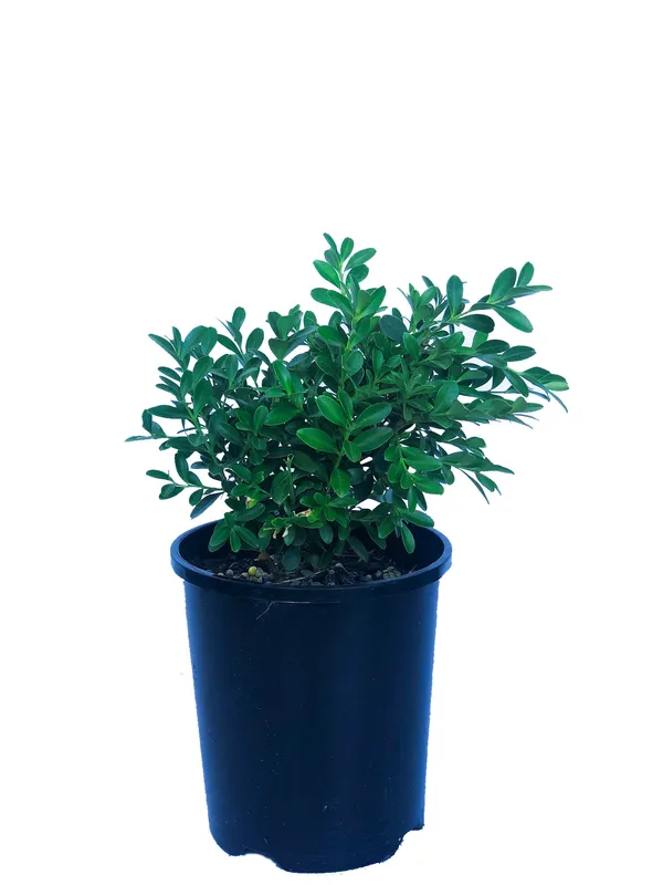 Madhu_Kamini_Bonsai_Flower_Plant
