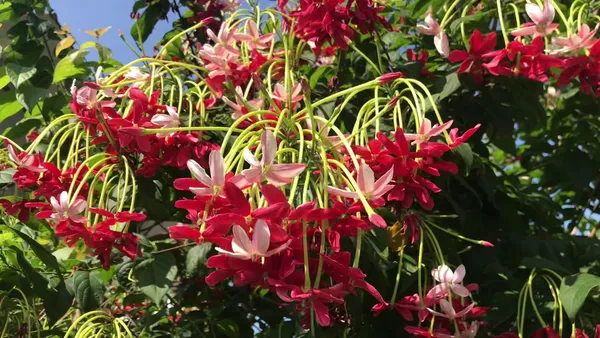 Madhumalati_Flowering_Plant_For_Shrub|Bush|Home_Decoration_&_Gardening_Hybrid