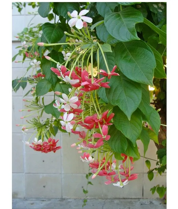 Madhumalti_Dwarf,_Rangoon_Creeper_-_Plant