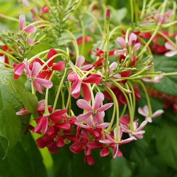 Madhumalti_Dwarf,_Rangoon_Creeper_-_Plant