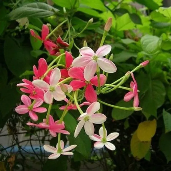 Madhumalti_Dwarf,_Rangoon_Creeper_-_Plant