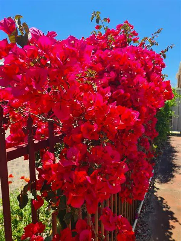 Magic_Red_Thoka_(Grafted)_Bougainvillea_1.5-3.5_Ft_Flowering_Hybrid_Plant_(Pack_Of_1)