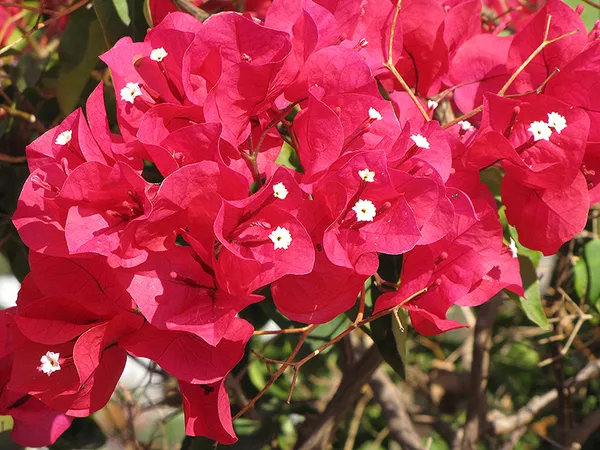 Magic_Red_Thoka_(Grafted)_Bougainvillea_1.5-3.5_Ft_Flowering_Hybrid_Plant_(Pack_Of_1)