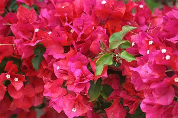 Magic_Red_Thoka_(Grafted)_Bougainvillea_1.5-3.5_Ft_Flowering_Hybrid_Plant_(Pack_Of_1)