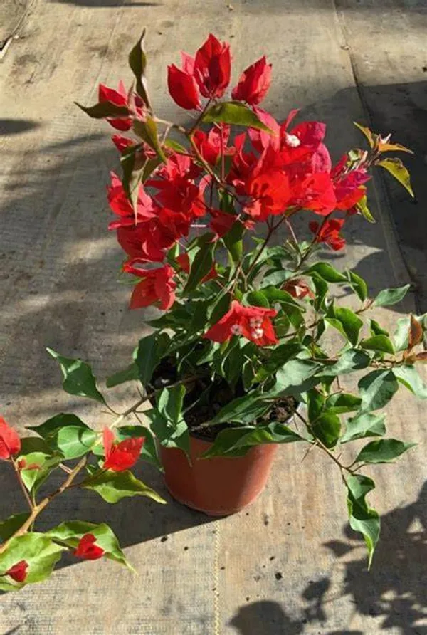 Magic_Red_Thoka_(Grafted)_Bougainvillea_1.5-3.5_Ft_Flowering_Hybrid_Plant_(Pack_Of_1)