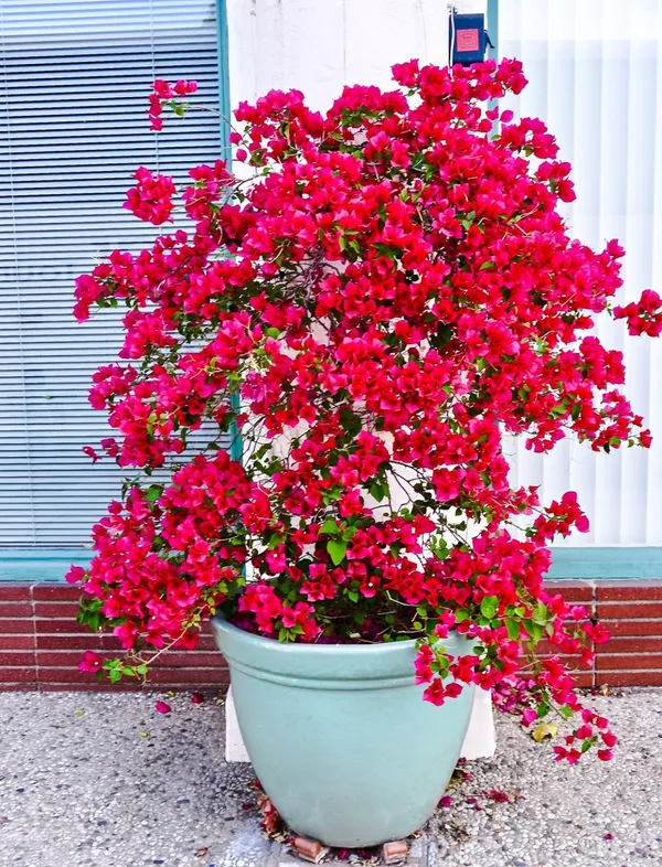 Magic_Red_Thoka_(Grafted)_Bougainvillea_1.5-3.5_Ft_Flowering_Hybrid_Plant_(Pack_Of_1)