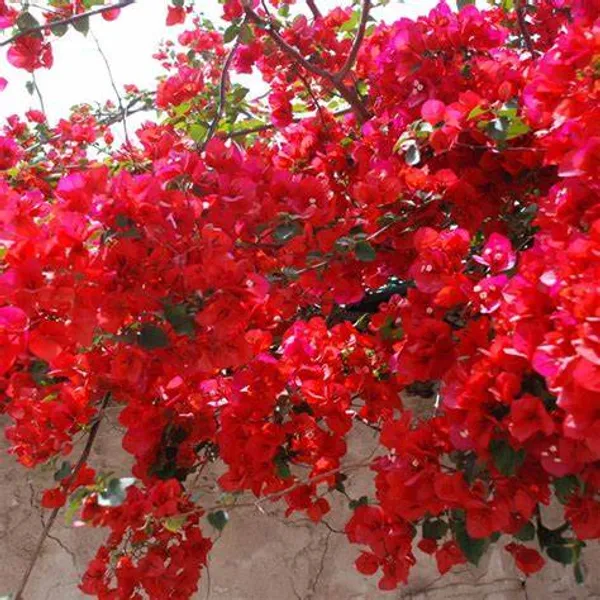Magic_Red_Thoka_(Grafted)_Bougainvillea_1.5-3.5_Ft_Flowering_Hybrid_Plant_(Pack_Of_1)