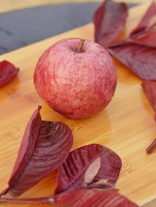 Japanese_Red_Guava_Hybrid_Fruit_Plant