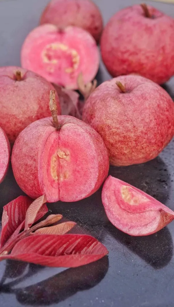 Japanese_Red_Guava_Hybrid_Fruit_Plant