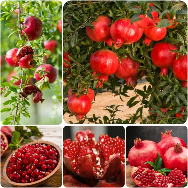 Malaysian_Pomegranate/Anar_Hybrid_Fruit_Plant