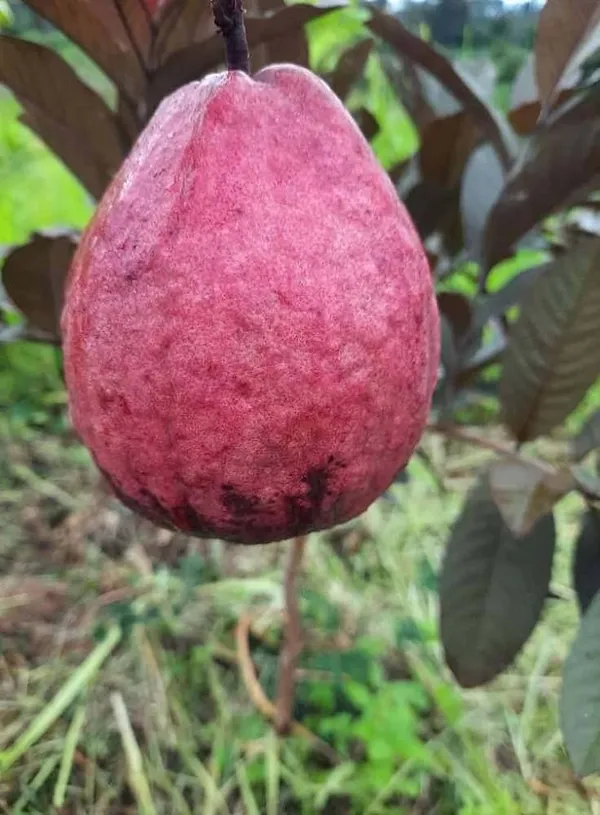 Red_Malaysian_Red_Guava_Tree_Dwarf_Varieties_Fruit_Plant