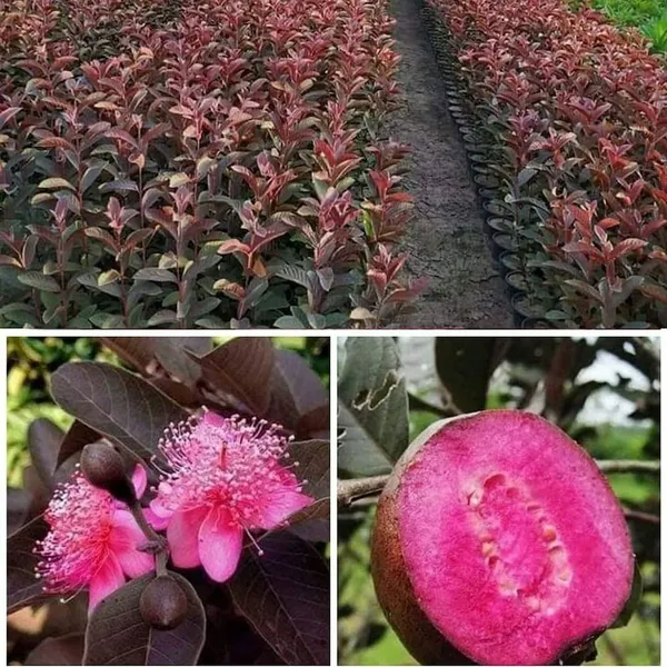 Red_Malaysian_Red_Guava_Tree_Dwarf_Varieties_Fruit_Plant