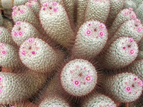 Mammillaria__bombycina_cactus